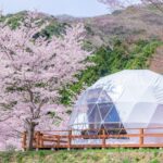 Luxury Embraced by a Sea of Cherry Blossoms: Discover a Unique Japan Experience with Resort Glamping’s “Spring Sale”