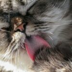 Fakta dan Fungsi Lidah Kucing Terasa Kasar