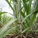 Only 0.0025%: RAYDEL’s Rare Authentic Policosanol from 100 Tons of Sugarcane