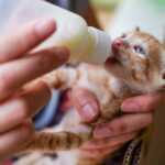 Panduan Memberikan Susu pada Anak Kucing Sesuai Kebutuhan