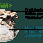 Anti Inflammatory Supplement Research Reveals New Potential of LEM for Gut and Immune Health