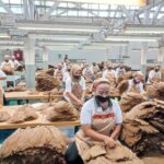 Holding Perkebunan Nusantara Perkuat Daya Saing Global, Tembakau Premium PTPN I Jadi Andalan Industri Cerutu Dunia