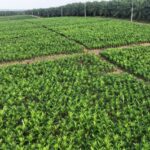 Holding Perkebunan Nusantara melalui PTPN IV PalmCo Akselerasi Peremajaan Sawit Petani di Riau Perkuat Implementasi Program B50